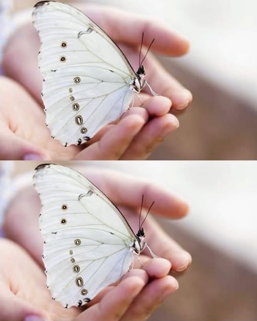 Screenshot 2024 08 02 23 02 13 803 Com.miui .notes Edit 27 1 1 1 1 1 1 1 1 1 1 1 1 1 2 1 1 1 1 1 1 1 1 1 1 1 2 1 1 2 1 1 1 1 1 1 2 1 1 3 1 768x768